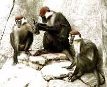 Исследования обезьян опровергают теорию скрещивания древних людей