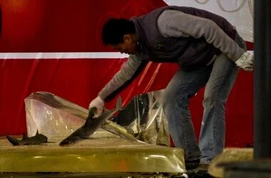 В одном из торговых центров Шанхая разбился громадный аквариум с акулами